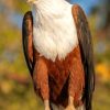 The Chobe Fish Eagle