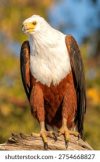 The Chobe Fish Eagle