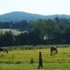 The Farm Owner