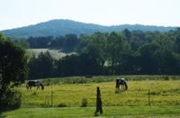 The Farm Owner