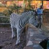 Zebras