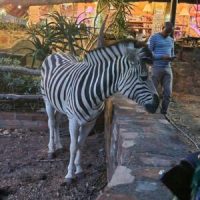 Zebras
