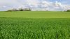 Green Monster (Pty) Ltd